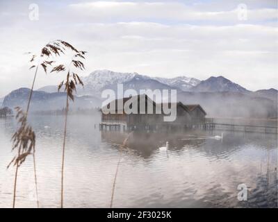 Nebliger Morgen mit Bootshäusern und Schwanen auf einem See Stockfoto