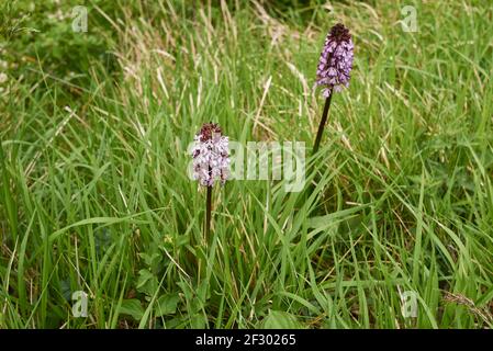 Orchis purpurea Pflanze in Blüte Stockfoto