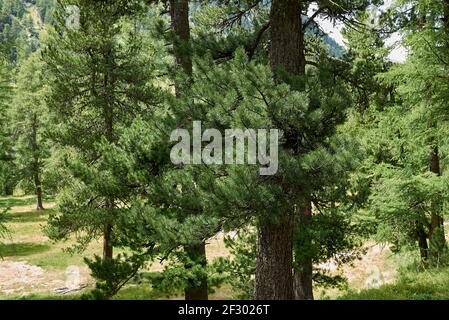 Pinus cembra immergrüner Baum in der Schweiz Stockfoto