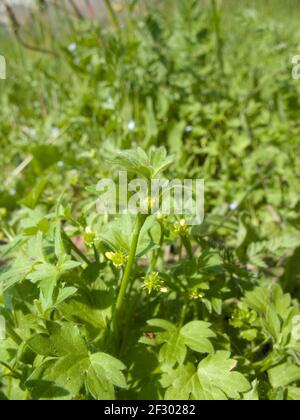 Ranunculus parviflorus gelber Blütenstand Stockfoto