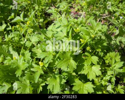 Ranunculus parviflorus gelber Blütenstand Stockfoto