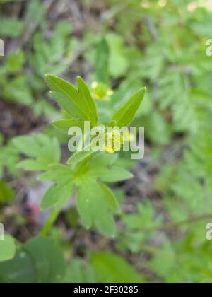 Ranunculus parviflorus gelber Blütenstand Stockfoto