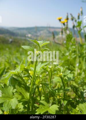 Ranunculus parviflorus gelber Blütenstand Stockfoto