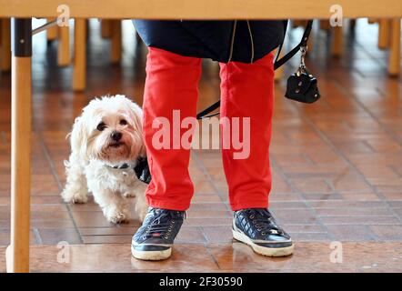 Pforzheim, Deutschland. März 2021, 14th. Eine Wählerin steht mit ihrem Hund in einer Wahlkabine. Quelle: Uli Deck/dpa/Alamy Live News Stockfoto