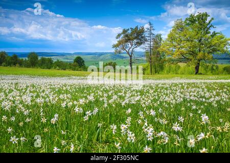 Malerisches blumiges Feld mit weißen Narzissen Blumen. Weiße Narzissen blühen auf der Lichtung. Sommer blühende Landschaft in Siebenbürgen, Rumänien, Stockfoto