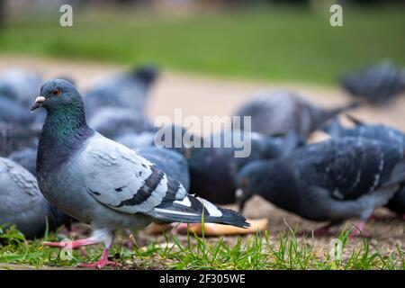 Eine Gruppe von Standard-Blaupidgeons, die um ein Stück Brot kämpfen und von den Einheimischen in einem öffentlichen Park in London gefüttert werden. Der Versuch, den kalten Wein zu überleben Stockfoto