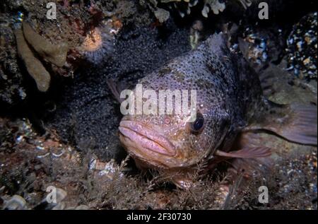 Lumpsucker (Cyclopterus lumpus) männliche Schutzeier, Großbritannien. Stockfoto