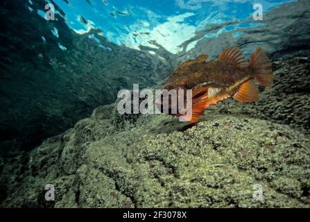 Lumpsucker (Cyclopterus lumpus) Männchen schwimmend nahe der Oberfläche, UK. Stockfoto