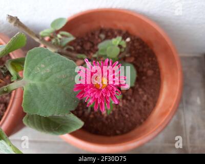 Eine Draufsicht auf einen violetten brasilianischen Knopf oder Centratherum Punctatum Blume in einem Topf Stockfoto