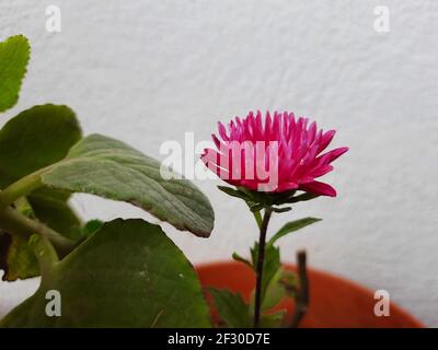 Eine Nahaufnahme einer brasilianischen Knopfblume in einem Topf Im Garten des Hauses Stockfoto