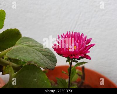 Eine violette brasilianische Taste oder Centratherum punctatum Blume in einem Topf Stockfoto