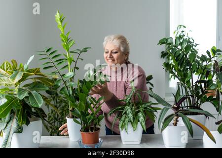 Pflanzen verpflanzen. Topfhaus Pflanzen. Ältere Frau ist in ihrem Hobby beschäftigt. Eingetopfte grüne Pflanzen zu Hause Stockfoto