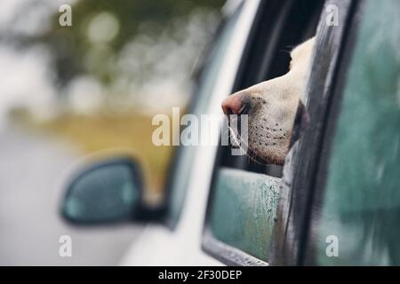 Neugierige Hunde reisen mit dem Auto. Labrador Retriever schaut vom Fenster auf die Straße. Stockfoto