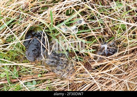 Frogspawn und schwarze Eier auf dem Boden abgelagert - vermutlich von Vogel oder Tier nach der Vordatierung eines Frosches - Stirling, Schottland, Großbritannien Stockfoto