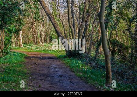 Lesnes Abbey Woods. Stockfoto