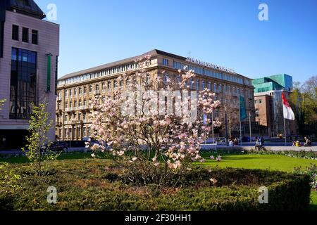 Frühling in der Düsseldorfer Innenstadt: Kirschblütenbaum am Corneliusplatz mit dem Gebäude des Steigenberger Parkhotels im Hintergrund. Stockfoto