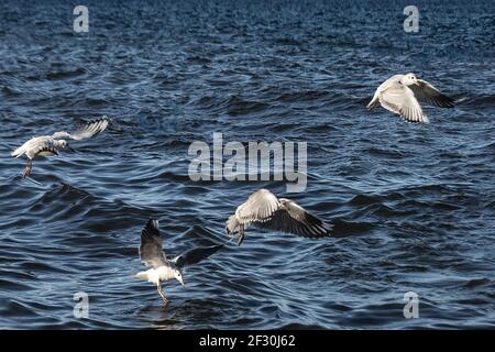 Eine schöne Aufnahme der fliegenden Möwen über dem Blau Wellenwasser Stockfoto