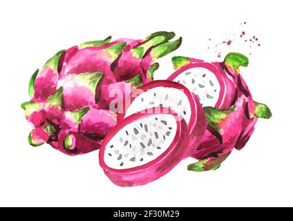 Pitaya. Drachenfrucht. Handgezeichnete Aquarellillustration isoliert auf weißem Hintergrund Stockfoto