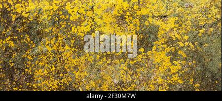 Gelbe Flechten auf dem Stein. Gelber Schimmel auf einem grauen alten Felsen. Natürliche Hintergrundstruktur. Textur einer Steinwand mit gelbem Moos bedeckt. Stockfoto
