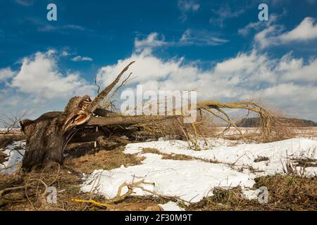 Ein gefallener Baum nach einem Hurrikan gegen den blauen Himmel. Ein zerbrochener Baum fiel auf einem Feld oder Park von einem starken Wind zu Boden Stockfoto