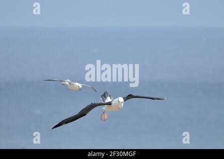 Schwarzbrauen-Albatros, Thalassarche melanophrys, Schwarzbrauenalbatros, Fulmarus glacialis, nördlicher Fulmar, Nordatlantischer Eissturmvogel Stockfoto