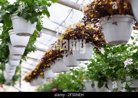Industrieanlage, Anbau zu verkaufen, Gartengeschäft Stockfoto