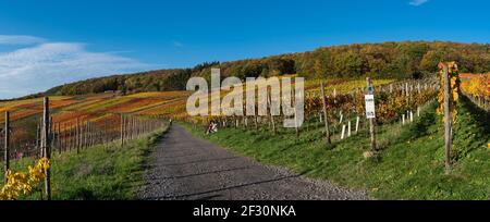 Wandern im Ahrtal an einem sonnigen Herbsttag Auf der Rotweinstraße Stockfoto