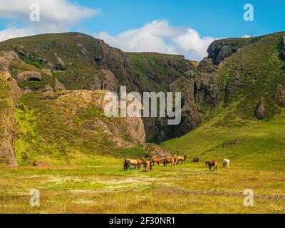 Eine Gruppe von Island Ponys auf der Weide mit Bergen im Hintergrund Stockfoto