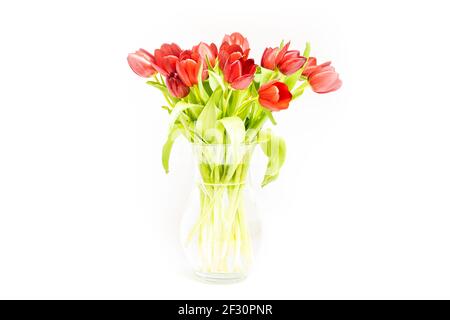 Rote Tulpen Bouquet auf weißem Hintergrund, High-Key Stockfoto