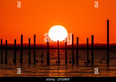 Ein großer Reiher in Silhouette wird von den Pfosten eines Piers beim Sonnenuntergang in Fairhope, Alabama, USA, am 14. Oktober 2020 eingerahmt. Stockfoto