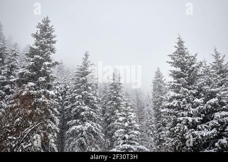 Landschaft des Winter Fichtenwaldes am Kolsai Bergsee in Almaty, Kasachstan. Stockfoto
