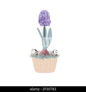 Blaue Hyazinthe im Topf isoliert auf weißem Hintergrund mit Wachteleiern und Moos verziert. Birne Frühling Blume Vektor Illustration, Ostern Design-Element Stock Vektor