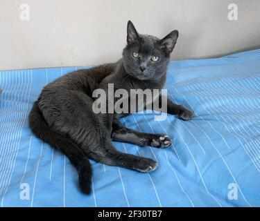 Hauskatze Korat ruhend Foto Anita Hedlund Stockfoto