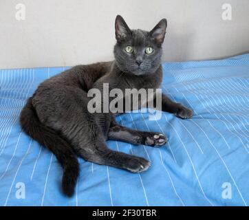 Hauskatze Korat ruhend Foto Anita Hedlund Stockfoto