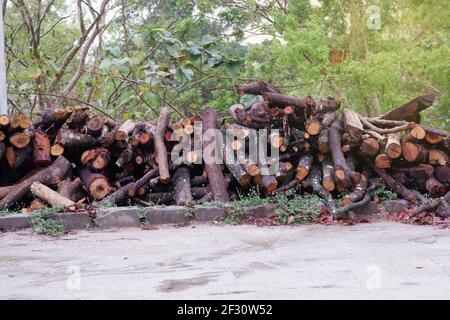 Holzstapel, Baumstamm, im Wald geerntet Stockfoto