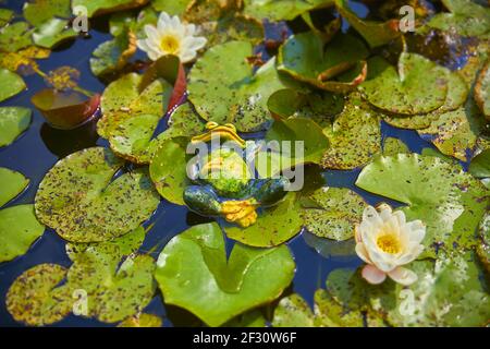 Lustige dekorative Frosch-Lilien zwischen Seerosen. Stockfoto