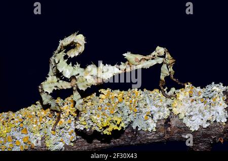 Extatosoma tiaratum 'Flechten', australischer Spazierstock, Riesenstachelinsekt, Flechten, Australische Gespenstschrecke, Flechtenform, PSG9, juvenil Stockfoto