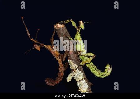 Extatosoma tiaratum 'Flechten', australischer Spazierstock, Riesenstachelinsekt, Flechten, Australische Gespenstschrecke, Flechtenform, PSG9, Weiblich Stockfoto