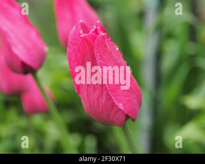 Eine blühende Tulpenknospe mit violetten Blütenblättern. Nahaufnahme. Stockfoto