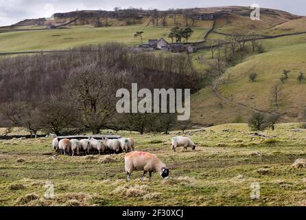 Swaledale Rasse Schafe Weiden und Fütterung auf Heu, Clapdale, Clapham, Yorkshire Dales National Park, Großbritannien. Stockfoto