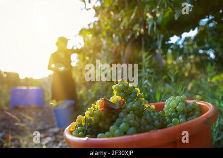 Lese Grüne Weintrauben Während Der Ernte. Trauben Im Weinberg. Stockfoto