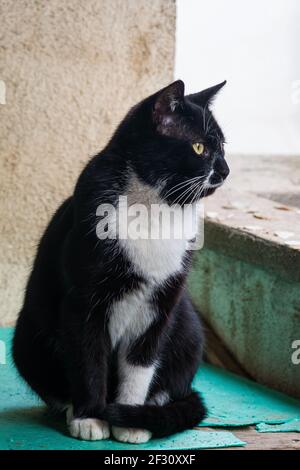 Wildes schwarz-weiß-ehrliches junges Smoking Katzenportrait auf meinem Balkon. Stockfoto