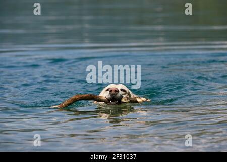 Hunde schwimmen im See. Labrador Retriever genießen Wasser und tragen Stock während Sommer sonnigen Tag. Stockfoto