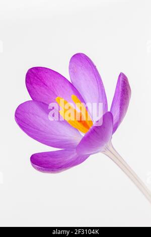 Nahaufnahme eines Crocus tommasinianus vor weißem Hintergrund Stockfoto