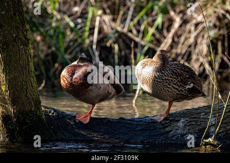 Zwei Enten schlafen, während sie auf einem Bein stehen, River ALRE, Alresford, Hampshire, Großbritannien Stockfoto