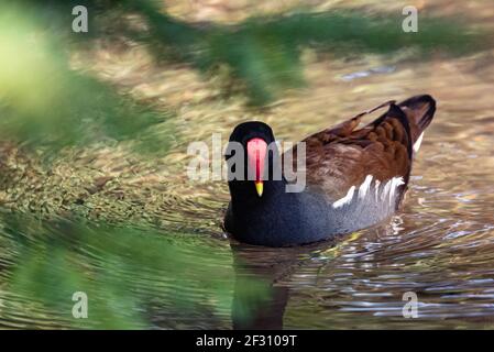 Bunte Moorhühner, Gallinula chloropus, am Fluss Arle, Arlesford, Hampshire, Großbritannien Stockfoto