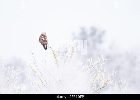 Ein Bussard mit rauen Beinen (Buteo lagopus), der auf einem Zweig mit Schnee auf der Suche nach Beute thront. Stockfoto