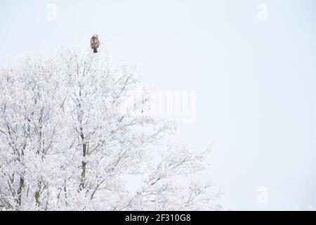 Ein Bussard mit rauen Beinen (Buteo lagopus), der auf einem Zweig mit Schnee auf der Suche nach Beute thront. Stockfoto