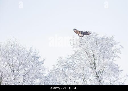 Ein rauhbeiniger Falke (Buteo lagopus), der auf der Suche nach Beute in einem Baum mit Schnee landet. Stockfoto