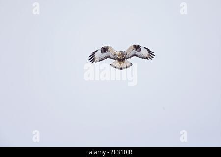 Ein Bussard mit rauen Beinen, der auf der Suche nach Beute schwebte. Stockfoto